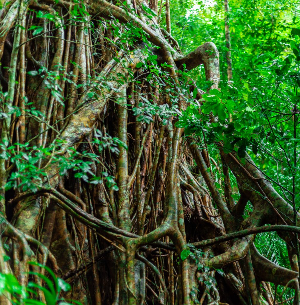 Cairns: Paul and the no Daintree, very wet day | Eternal Querent